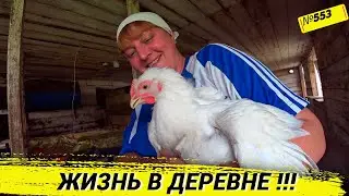 Купили ещё партию бройлеров. Проблемы с коровою. Восстанавливаем загон. Омск Москаленки в деревне