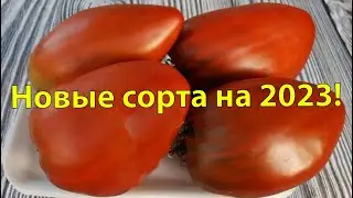 НОВЫЕ СОРТА ТОМАТОВ НА 2023 ГОД. Планы на посадку