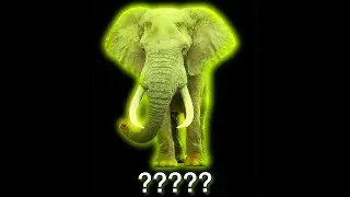 ❗13 MORE Elephant Sound Variations in 35 Seconds❗