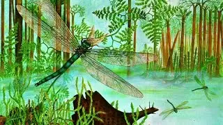 Плауны.  Хвощи.  Папоротники. Биология 5 класс.