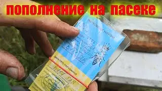 Подсадка плодной матки Бакфаст с Федотовой косы. Островной Бакфаст В111(мама)SAB -В117(трут) SAB