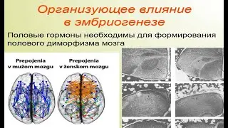 Гормоны и поведение. Эмоции - Виноградова Екатерина. Лекция 7