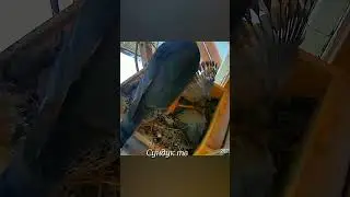Ястреб ворвался в гнездо голубя.