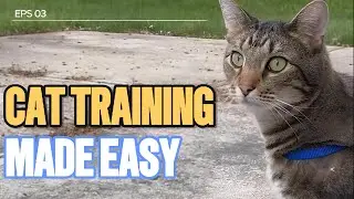 Train Your Cat: Gentle Techniques They'll Actually Listen To! / Cat World Academy