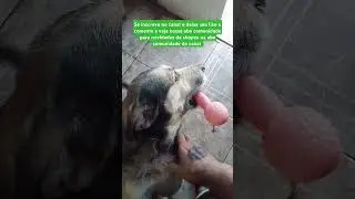 Bomba!!!! Cachorro vidente é um pet fofo rs #viral #shorts #br