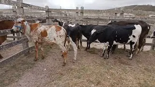 FEIRA DAS BEZERRAS LEITERAS EM CAPOEIRAS PERNAMBUCO 01 novembro de 2024
