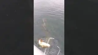 КОГДА КЛЮНУЛ ОКУНЬ ЗАКИЛО, А ДРГУГ ЭТОМУ НЕ РАД! #shorts  #рыбалка #fishing #рыбалка2024