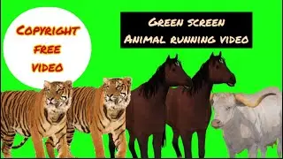 Green Screen Animal running 