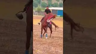 #الخيل_العربية #الحصان_العربي الحصان بطل الميادين محرز الموبين #فروسية #stallion #arabianhorse #واهو