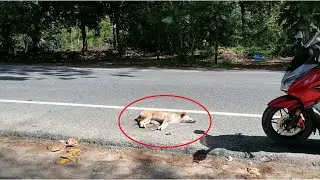 Rescue Poor Dog who was found laying paralysed by the side of the beach road