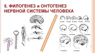 Филогенез и Онтогенез нервной системы 05