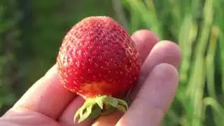 Какой сорт клубники самый лучший. Спросил Илья. Что скажет Юля Миняева