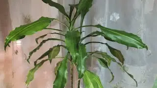 Драцена Душистая Массанжеана / Массенджеана. Обзор, есть вопросы / Dracaena Fragrans Massangeana