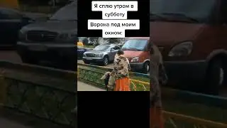 Мои вороны в субботу утром / весёлая утка