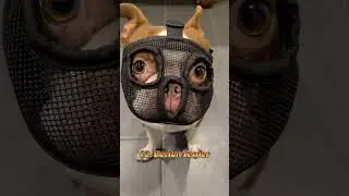 "Top 7 Small Dog Breeds : Which One is Right for You" #shorts #dog #doglover