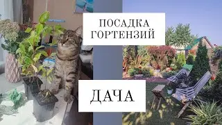 РАСПАКОВКА и ПОСАДКА ГОРТЕНЗИЙ.Как сажать.  Метельчатая и крупнолистная гортензии.ДАЧНАЯ ЖИЗНЬ 🌿