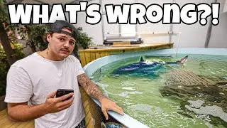 BIG NEWS on My SHARK POND…