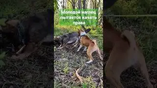 Два вора и монета. Собаки делят добычу 