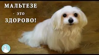 Лёгкий УХОД за мальтийской БОЛОНКОЙ вопреки всем мнениям!