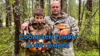 Очень много грибов! Выкручивать или срезать грибы? Собираем грибы всей семьей. Летняя опята, белые.