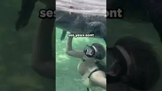 Cette femme nage avec un alligator😱