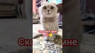 Сколько мне лет 🤣 #cat #catvideos #прикольнаяозвучка