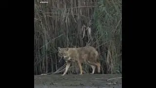 forest animal.
