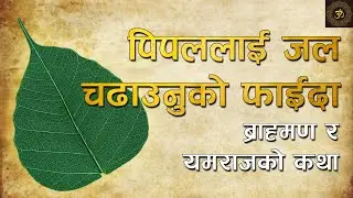 पिपलको बोटमा जल चढाउनको फाइदाहरु । किन चढाउनु पर्छ जल ? के–के छन् त फाइदाहरु ? Why Peepal ?