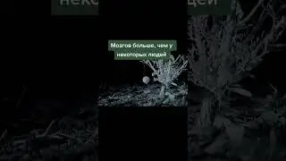 УМНЫЙ ПАУК