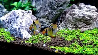 UPDATE:  Lots of New Fish