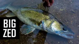 How to catch ZANDER on ledger using live baits?