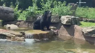 Andean bear found outside habitat at Saint Louis Zoo