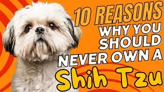 10 Reasons Why You Should NEVER Own a Shih Tzu 🐶🚫