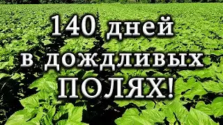 "Подсолнух 🌻 под гранстар" от посева до уборки 140 дней/ РЕЗУЛЬТАТ