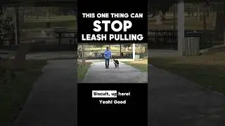 How to STOP LEASH PULLING with One Easy Skill  👀