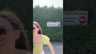 Живая изгородь из туи