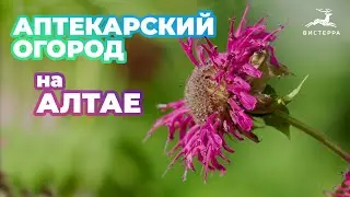АПТЕКАРСКИЙ ОГОРОД ЭКСКУРСИЯ | АПТЕКАРСКИЙ САД НА АЛТАЕ | КАК ОРГАНИЗОВАТЬ? КАКИЕ РАСТЕНИЯ ПОСАДИТЬ?