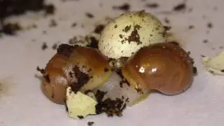 Улитки видео. Гигантская Ахатина вылупляется из яйца. Маленькие улитки как из скорлупы.