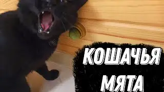 Реакция моих котов на кошачью мяту