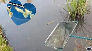 How to Hunt Dapnia + AYKC Guppy for FREE