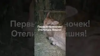 первый телёнок родился 17.12 23 