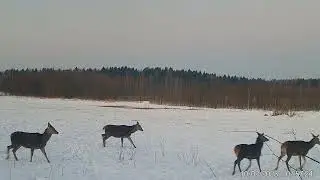 Олени. Утренняя прогулка) Фото и видео с фотоловушек Егерькам.