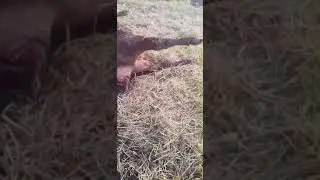 тяжёлый отел у коровы
