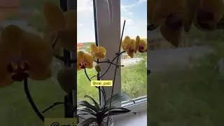 КОГДА МОЖНО ОТСАДИТЬ ДЕТКУ ОРХИДЕИ? 