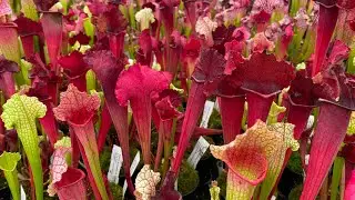 Dividing Sarracenia