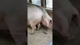 Two big sows sent away 
