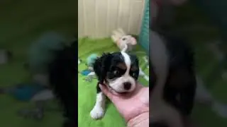 📞+7 967 665-96-65 Продаются щенки 🐶 Кавалер Кинг Чарльз спаниель.  Г. Краснодар