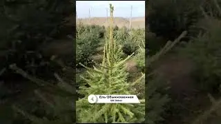 Ель Обыкновенная 120-140см