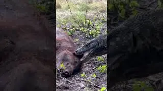 Komodo Dragon & Boar