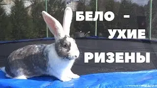 Белоухие ризены/Окрас существует двадцать лет в Германии